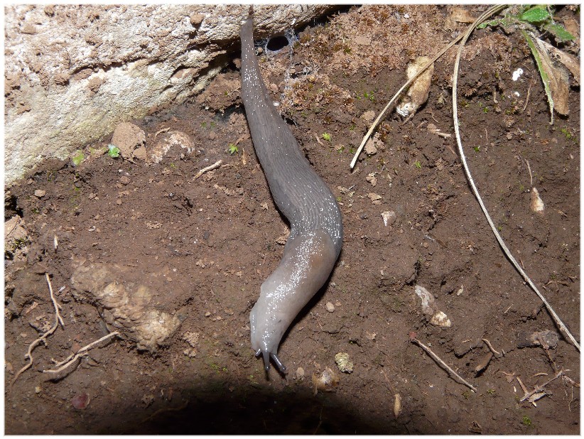 Alcuni Limax millepunctatus dal Gargano (FG)